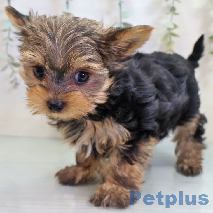 茨城県のヨークシャーテリア (ペッツワン 古河店/2025年10月25日生まれ/男の子/スチールブルータン)の子犬の2枚目の画像