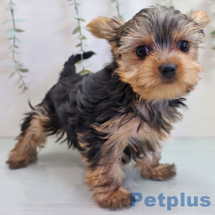 福岡県のヨークシャーテリア (ペットプラス 福岡伊都店/2025年10月25日生まれ/女の子/スチールブルータン)の子犬の2枚目の画像
