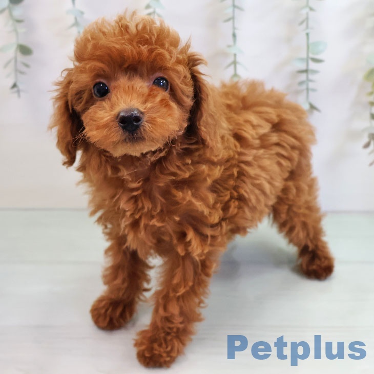 沖縄県のトイプードル(トイ) (ペットプラス 沖縄ライカム店/2025年10月25日生まれ/男の子/レッド)の子犬の1枚目の画像