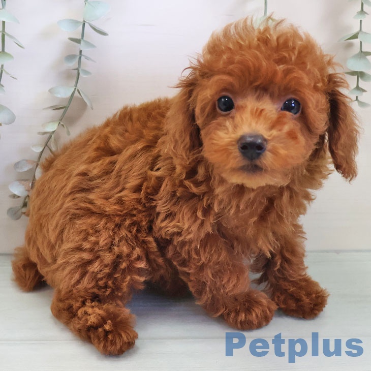 沖縄県のトイプードル(トイ) (ペットプラス 沖縄ライカム店/2025年10月25日生まれ/男の子/レッド)の子犬の2枚目の画像