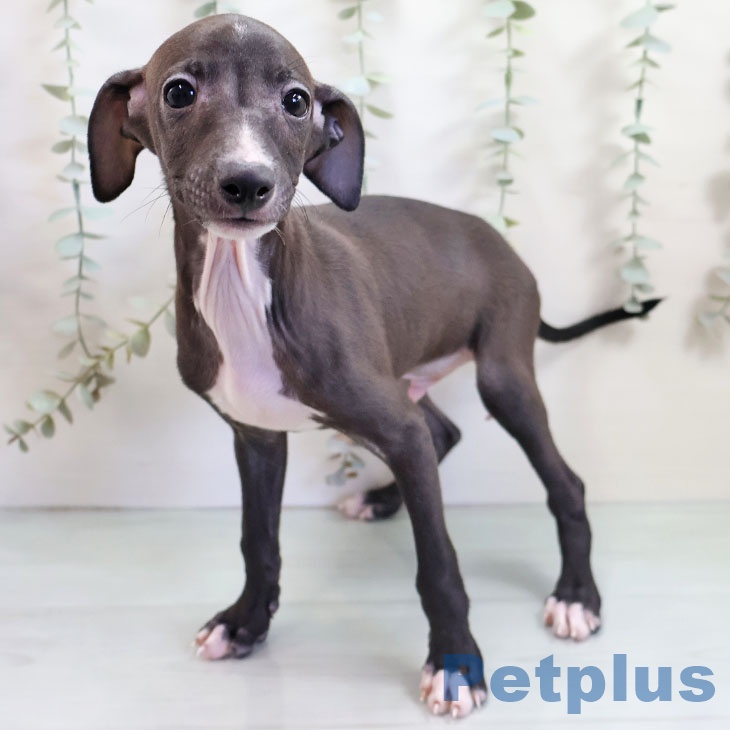 沖縄県のイタリアングレーハウンド (ペットプラス 沖縄ライカム店/2025年10月23日生まれ/男の子/シールホワイトマーキング)の子犬の1枚目の画像
