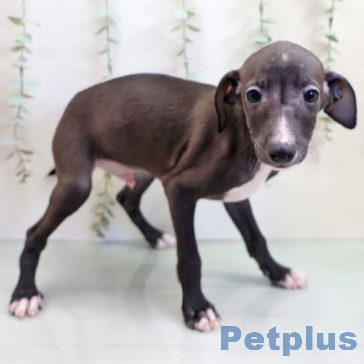 沖縄県のイタリアングレーハウンド (ペットプラス 沖縄ライカム店/2025年10月23日生まれ/男の子/シールホワイトマーキング)の子犬の2枚目の画像