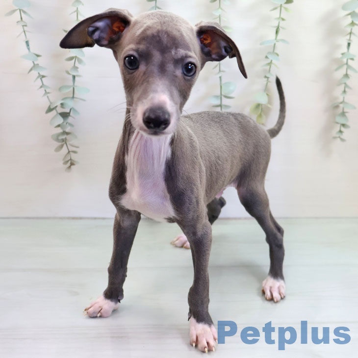 熊本県のイタリアングレーハウンド (ペットプラス 熊本店/2025年10月23日生まれ/男の子/ブルーホワイトマーキングス)の子犬の2枚目の画像