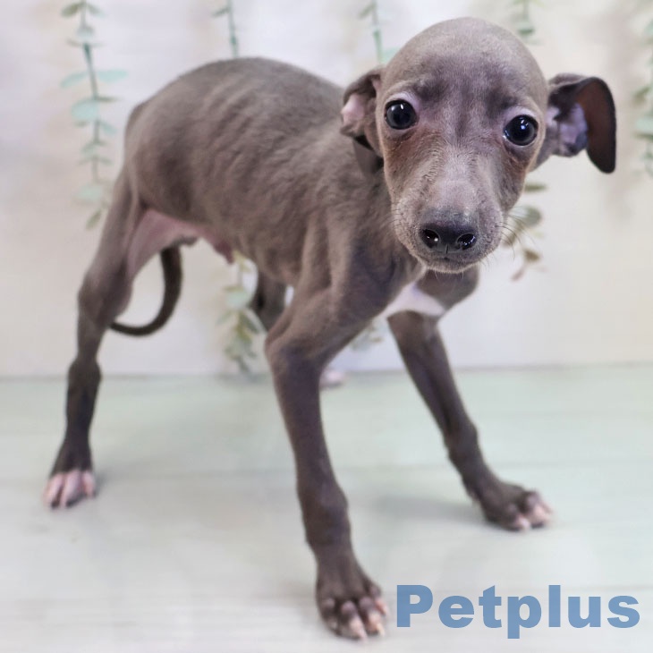 福岡県のイタリアングレーハウンド (ペットプラス 八幡東店/2025年10月23日生まれ/男の子/ブルーホワイトマーキングス)の子犬の1枚目の画像