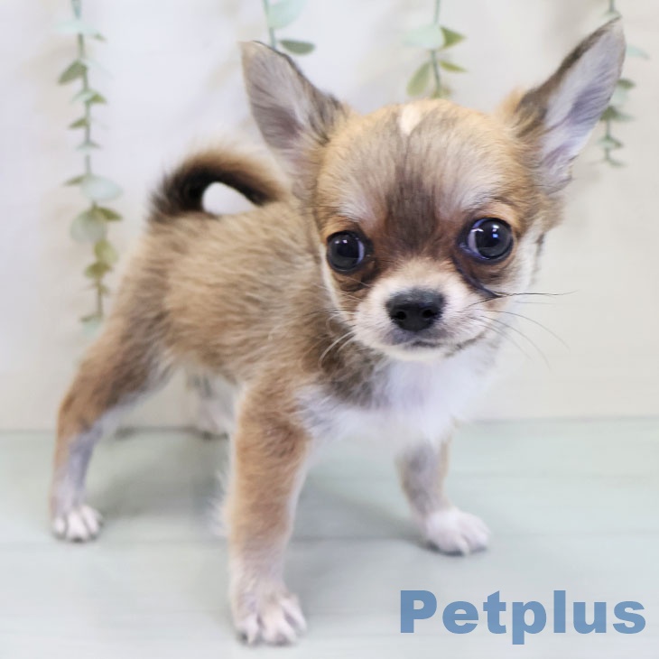 埼玉県のチワワ(ロング) (ペットプラス 羽生店/2025年10月31日生まれ/男の子/レッドホワイト)の子犬の1枚目の画像