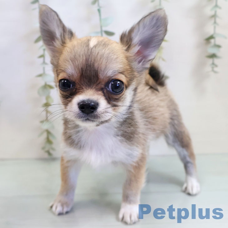 埼玉県のチワワ(ロング) (ペットプラス 羽生店/2025年10月31日生まれ/男の子/レッドホワイト)の子犬の2枚目の画像