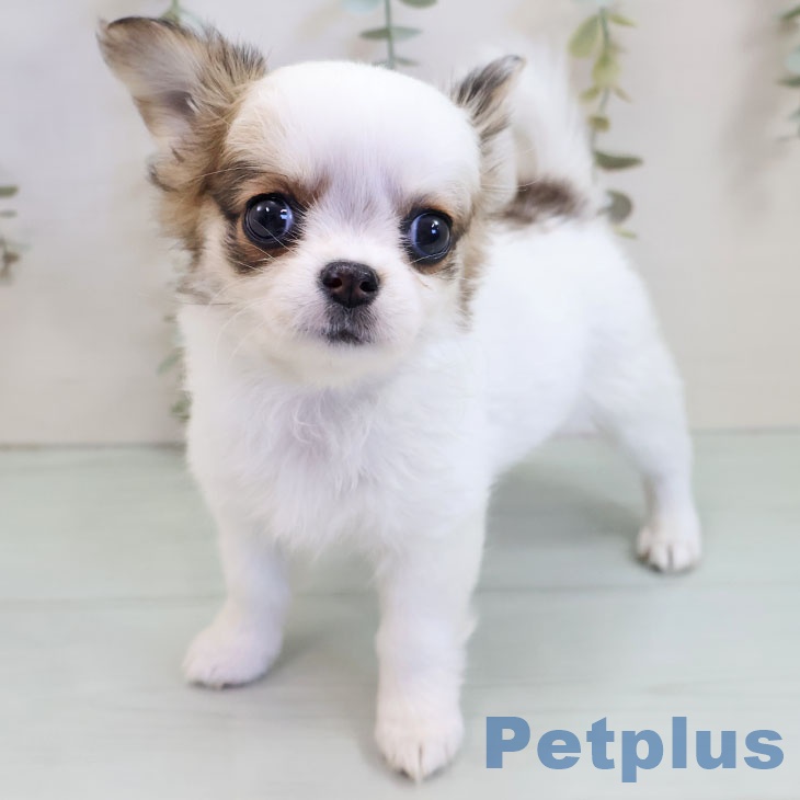 埼玉県のチワワ(ロング) (ペットプラス イオンモール春日部店/2025年10月31日生まれ/女の子/ホワイトレッド)の子犬の1枚目の画像