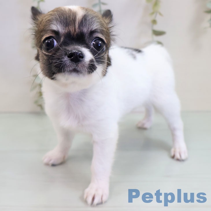 神奈川県のチワワ(ロング) (ペットプラス ゆめが丘ソラトス店/2025年10月31日生まれ/女の子/ホワイトレッド)の子犬