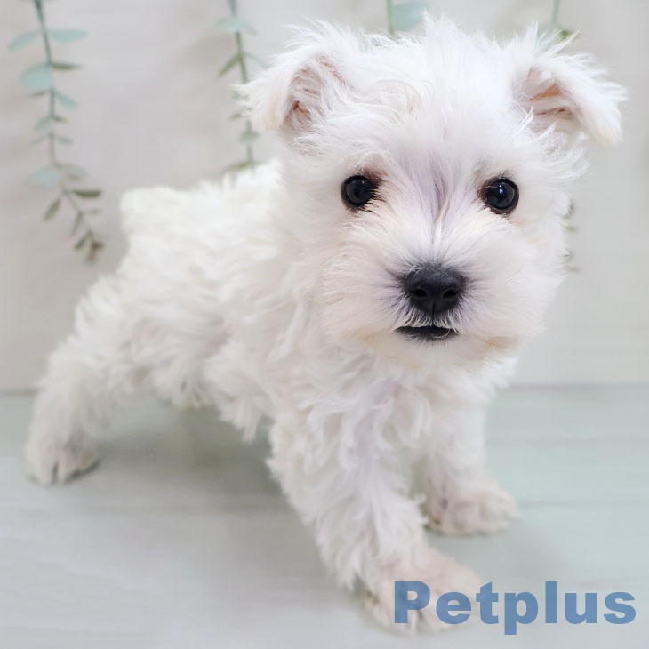 福岡県のミニチュアシュナウザー (ペットプラス 八幡東店/2025年11月1日生まれ/男の子/ホワイト)の子犬の1枚目の画像