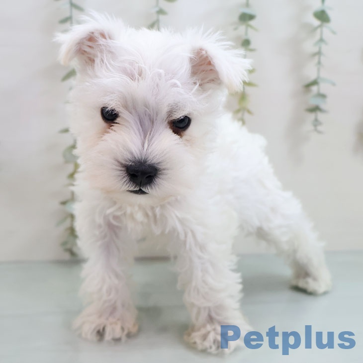 福岡県のミニチュアシュナウザー (ペットプラス 八幡東店/2025年11月1日生まれ/男の子/ホワイト)の子犬の2枚目の画像