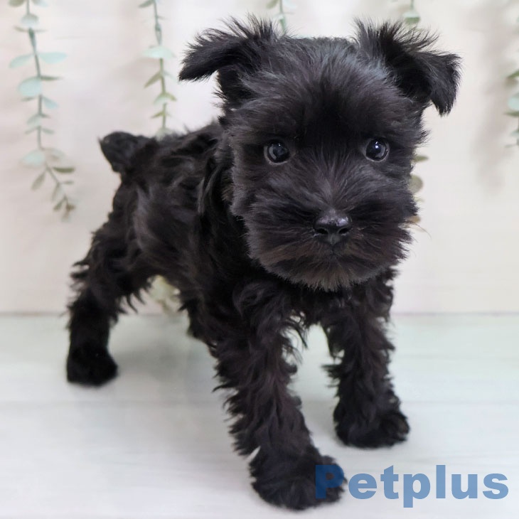 福岡県のミニチュアシュナウザー (ペットプラス 八幡東店/2025年11月1日生まれ/男の子/ブラック)の子犬の1枚目の画像