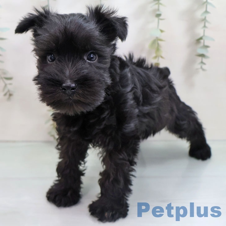 福岡県のミニチュアシュナウザー (ペットプラス 八幡東店/2025年11月1日生まれ/男の子/ブラック)の子犬の2枚目の画像