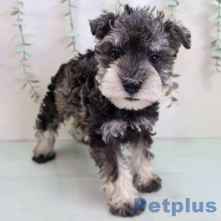 福岡県のミニチュアシュナウザー (ペットプラス ららぽーと福岡店/2025年11月1日生まれ/男の子/ソルトペッパー)の子犬の1枚目の画像