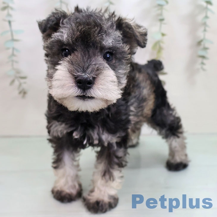 福岡県のミニチュアシュナウザー (ペットプラス ららぽーと福岡店/2025年11月1日生まれ/男の子/ソルトペッパー)の子犬の2枚目の画像
