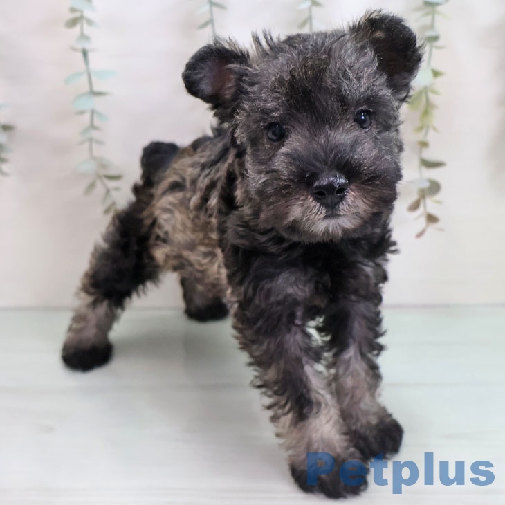 宮崎県のミニチュアシュナウザー (ペットプラス 宮崎店/2025年11月1日生まれ/女の子/ソルトペッパー)の子犬の1枚目の画像