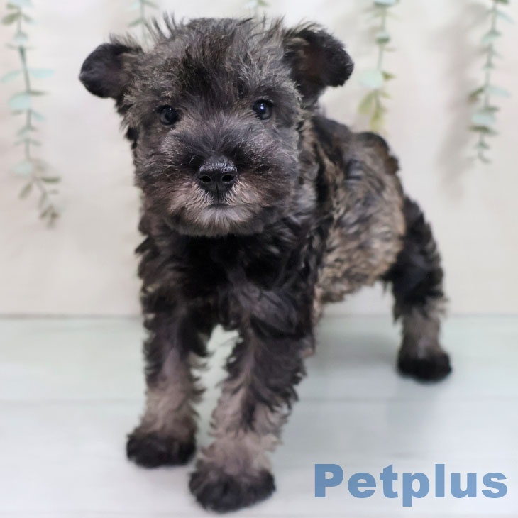 宮崎県のミニチュアシュナウザー (ペットプラス 宮崎店/2025年11月1日生まれ/女の子/ソルトペッパー)の子犬の2枚目の画像