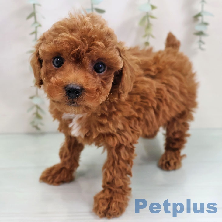 福岡県のトイプードル(トイ) (ペットプラス 小倉南店/2025年10月31日生まれ/女の子/レッド)の子犬の1枚目の画像