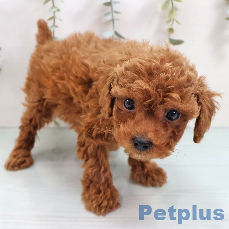 福岡県のトイプードル(トイ) (ペットプラス 小倉南店/2025年10月31日生まれ/女の子/レッド)の子犬の2枚目の画像