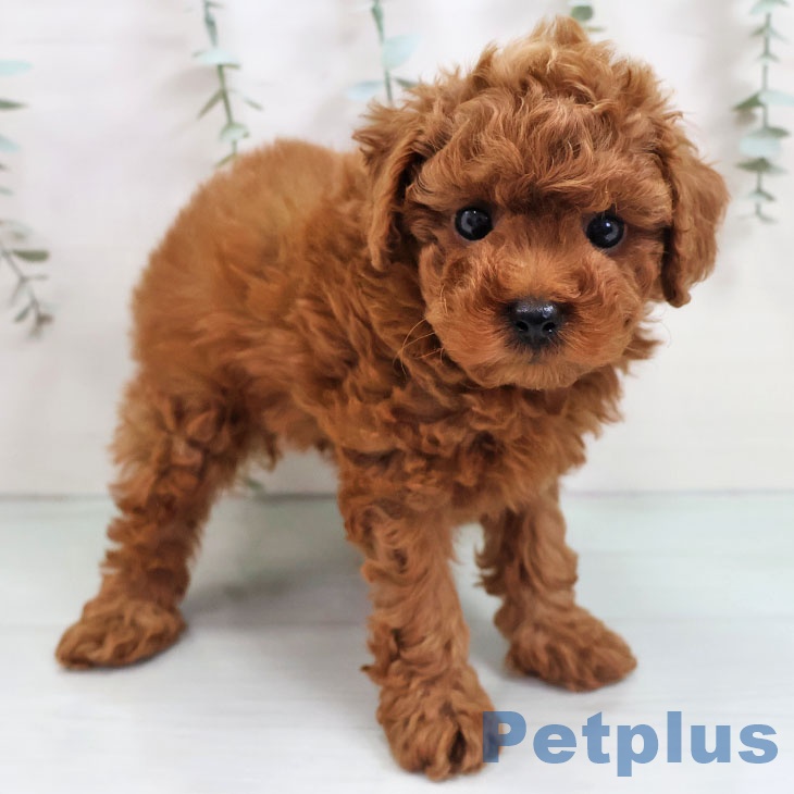 鹿児島県のトイプードル(トイ) (ペットプラス 姶良店/2025年10月31日生まれ/女の子/レッド)の子犬の1枚目の画像