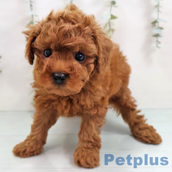 鹿児島県のトイプードル(トイ) (ペットプラス 姶良店/2025年10月31日生まれ/女の子/レッド)の子犬の2枚目の画像