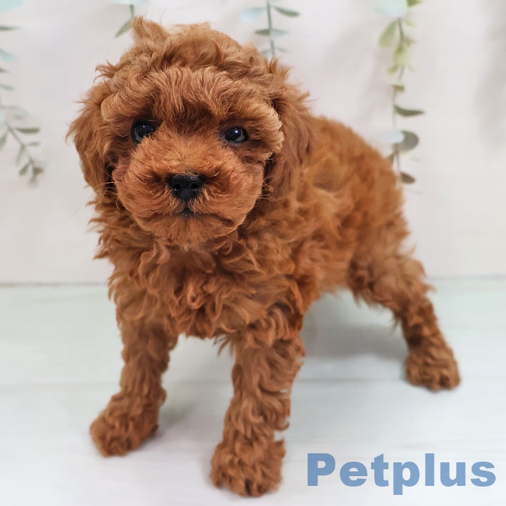 沖縄県のトイプードル(トイ) (ペットプラス 沖縄ライカム店/2025年10月31日生まれ/女の子/レッド)の子犬の2枚目の画像