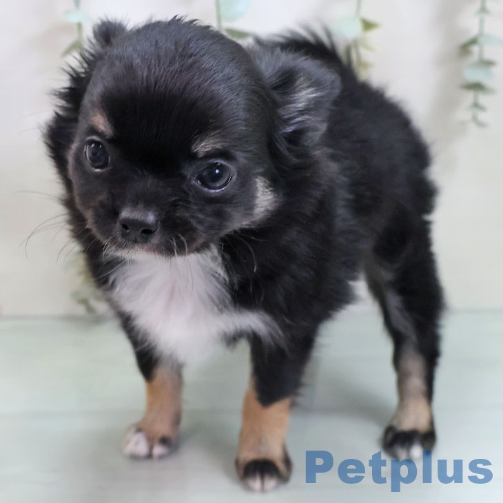 福岡県のチワワ(ロング) (ペットプラス 香椎浜店/2025年10月30日生まれ/男の子/ブラックタンホワイト)の子犬の1枚目の画像