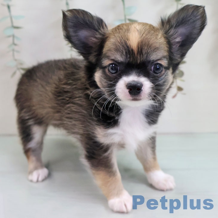 福岡県のチワワ(ロング) (ペットプラス 黒崎店/2025年10月30日生まれ/男の子/レッドホワイト)の子犬の1枚目の画像