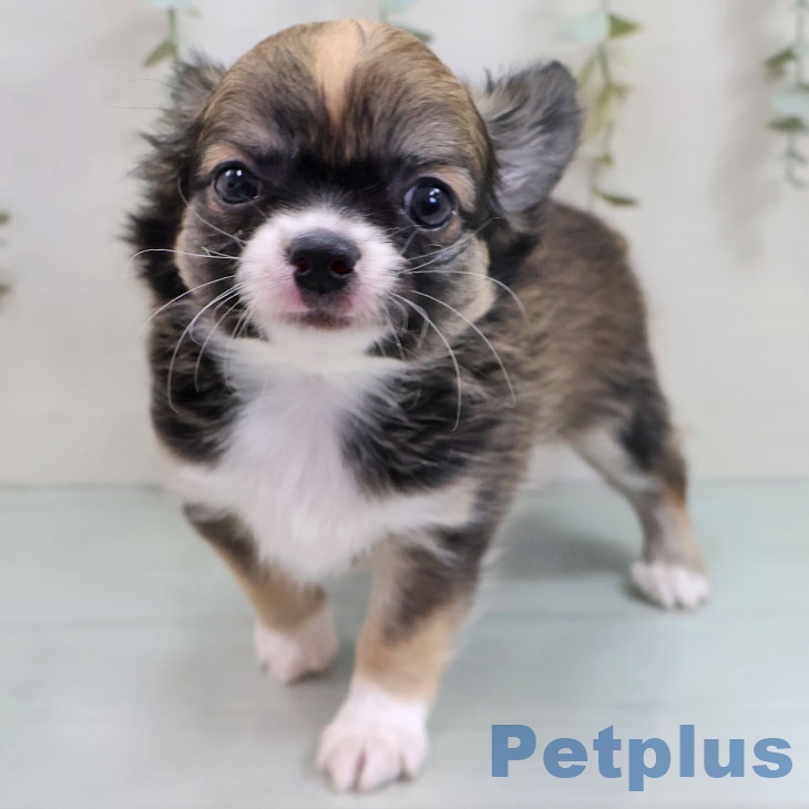 福岡県のチワワ(ロング) (ペットプラス 黒崎店/2025年10月30日生まれ/男の子/レッドホワイト)の子犬の2枚目の画像