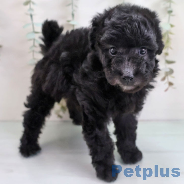 福岡県のトイプードル(トイ) (ペットプラス ららぽーと福岡店/2025年10月27日生まれ/女の子/シルバー)の子犬の1枚目の画像