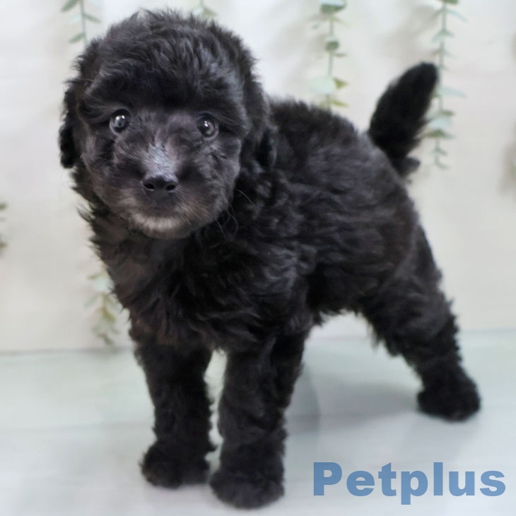 福岡県のトイプードル(トイ) (ペットプラス ららぽーと福岡店/2025年10月27日生まれ/女の子/シルバー)の子犬の2枚目の画像