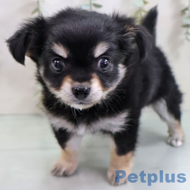 福岡県のチワワ(ロング) (ペットプラス 春日店/2025年10月29日生まれ/女の子/ブラックタンホワイト)の子犬の1枚目の画像
