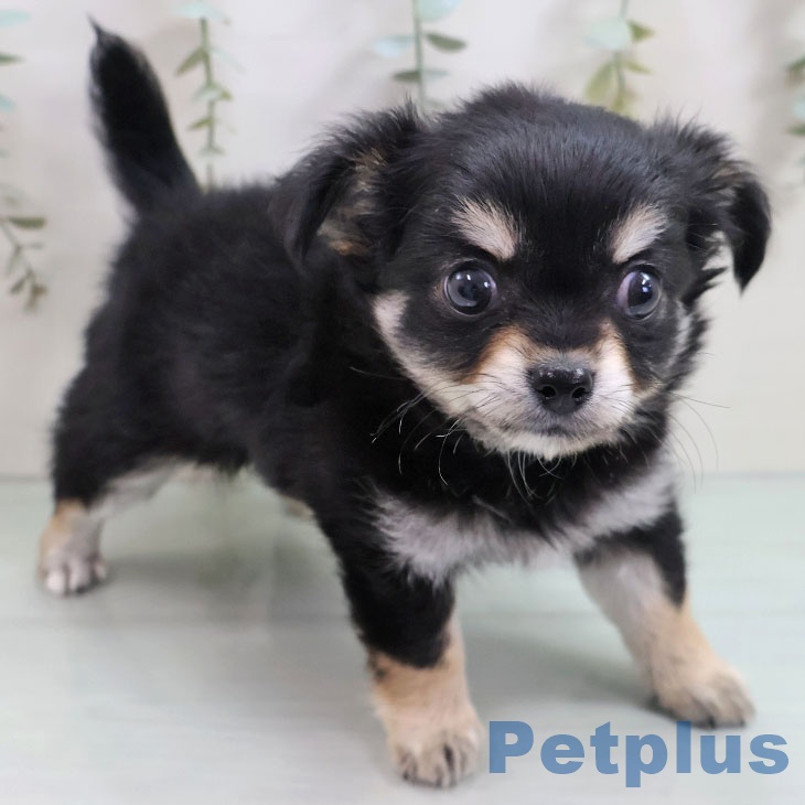 福岡県のチワワ(ロング) (ペットプラス 春日店/2025年10月29日生まれ/女の子/ブラックタンホワイト)の子犬の2枚目の画像