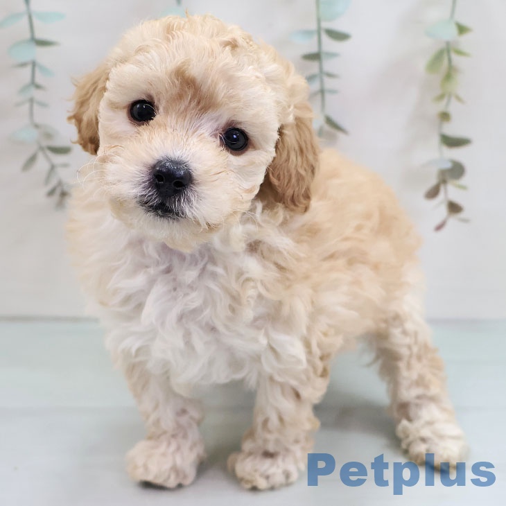 沖縄県のトイプードル(トイ) (ペットプラス 沖縄ライカム店/2025年10月31日生まれ/女の子/クリーム)の子犬の1枚目の画像