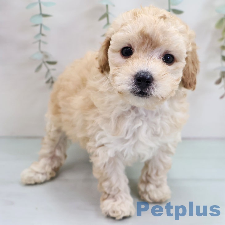 沖縄県のトイプードル(トイ) (ペットプラス 沖縄ライカム店/2025年10月31日生まれ/女の子/クリーム)の子犬の2枚目の画像