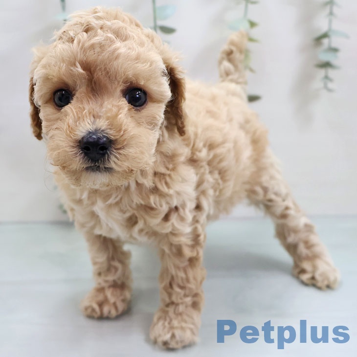 福岡県のトイプードル(トイ) (ペットプラス 八幡東店/2025年10月31日生まれ/女の子/アプリコット)の子犬の1枚目の画像