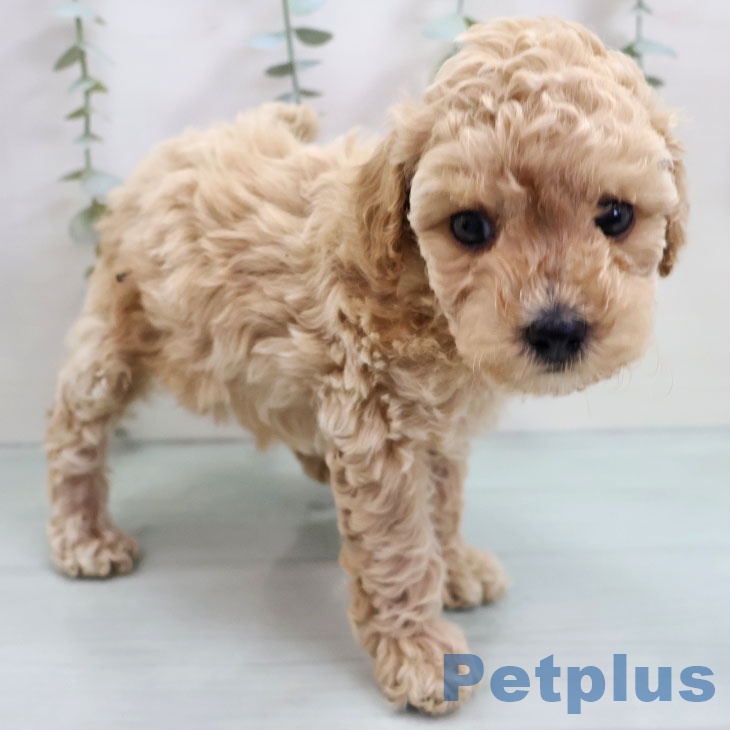 福岡県のトイプードル(トイ) (ペットプラス 八幡東店/2025年10月31日生まれ/女の子/アプリコット)の子犬の2枚目の画像