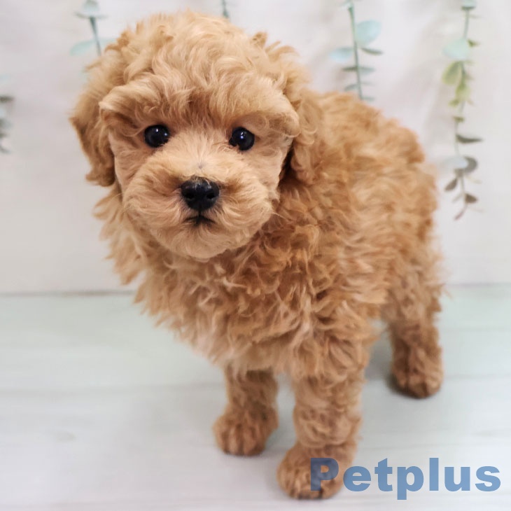 長崎県のトイプードル(トイ) (ペットプラス 長崎店/2025年11月1日生まれ/男の子/レッド)の子犬の1枚目の画像