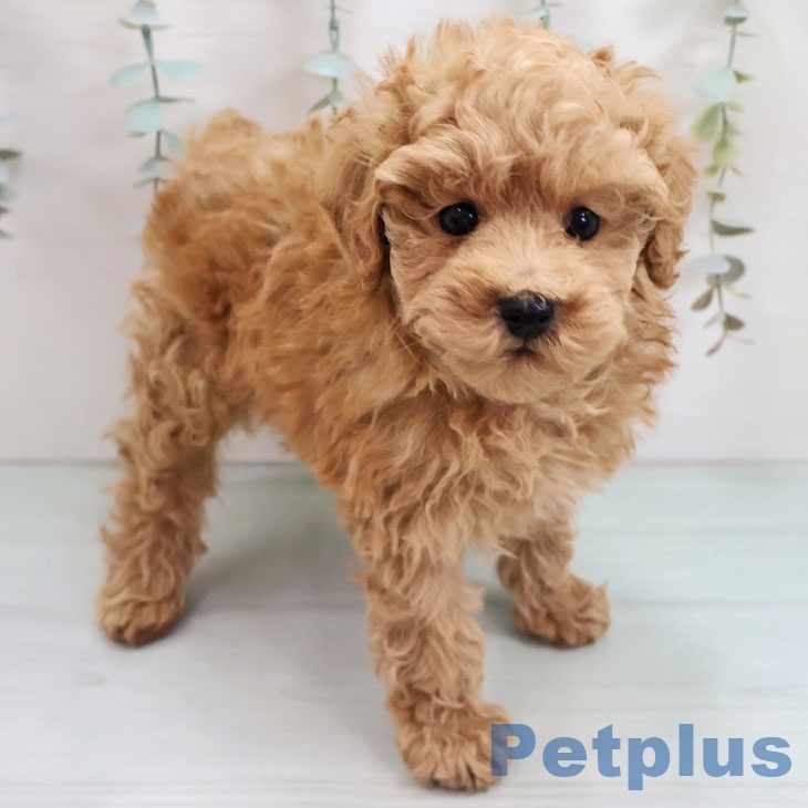 長崎県のトイプードル(トイ) (ペットプラス 長崎店/2025年11月1日生まれ/男の子/レッド)の子犬の2枚目の画像