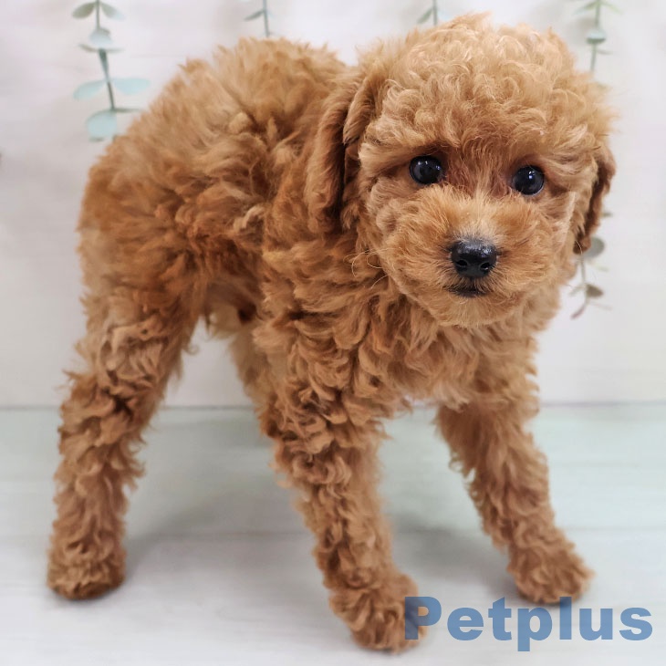 福岡県のトイプードル(トイ) (ペットプラス MARK IS 福岡ももち店/2025年11月1日生まれ/女の子/レッド)の子犬の1枚目の画像