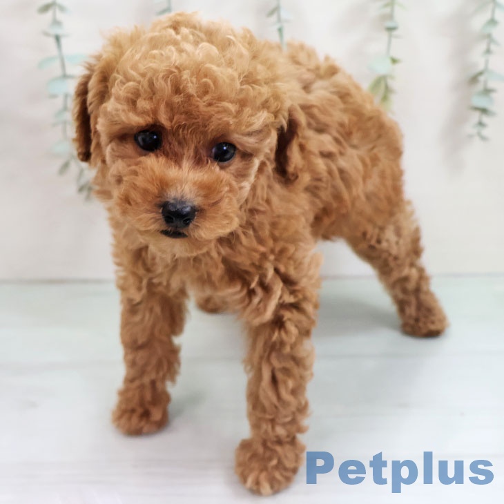 福岡県のトイプードル(トイ) (ペットプラス MARK IS 福岡ももち店/2025年11月1日生まれ/女の子/レッド)の子犬の2枚目の画像