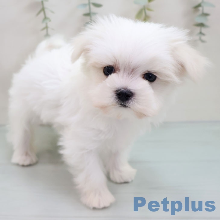 福岡県のマルチーズ (ペットプラス 春日店/2025年10月25日生まれ/男の子/ホワイト)の子犬の1枚目の画像