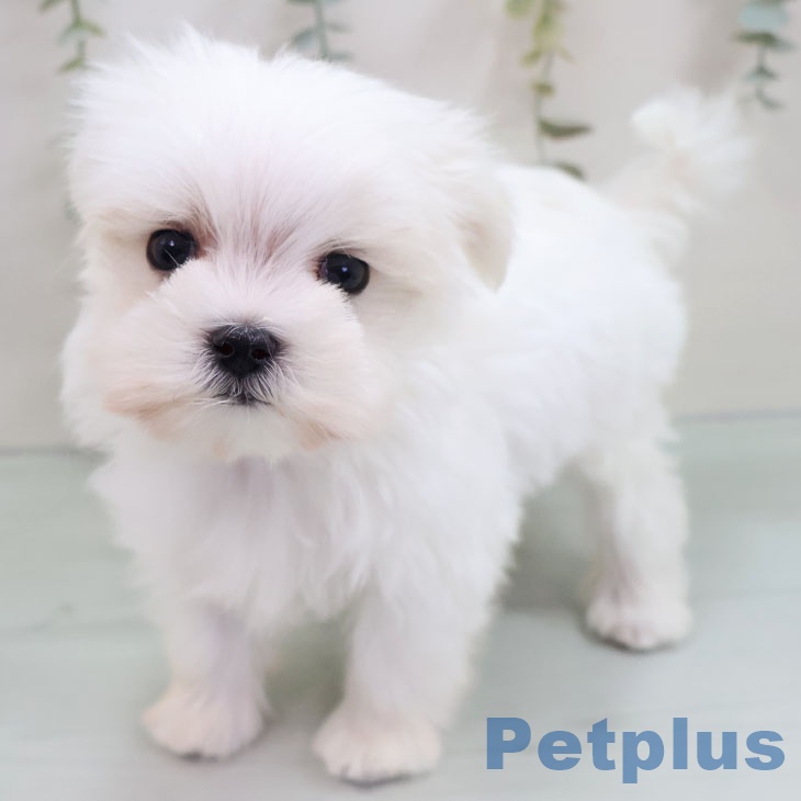 福岡県のマルチーズ (ペットプラス 春日店/2025年10月25日生まれ/男の子/ホワイト)の子犬の2枚目の画像