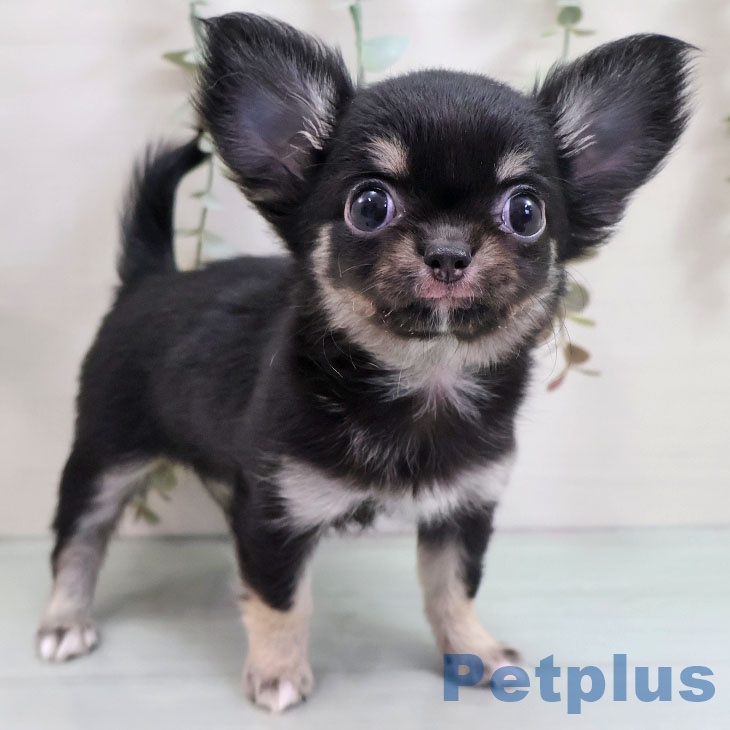沖縄県のチワワ(ロング) (ペットプラス 沖縄ライカム店/2025年10月29日生まれ/女の子/ブラックタンホワイト)の子犬の1枚目の画像