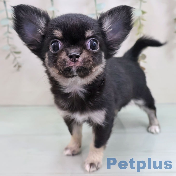 沖縄県のチワワ(ロング) (ペットプラス 沖縄ライカム店/2025年10月29日生まれ/女の子/ブラックタンホワイト)の子犬の2枚目の画像
