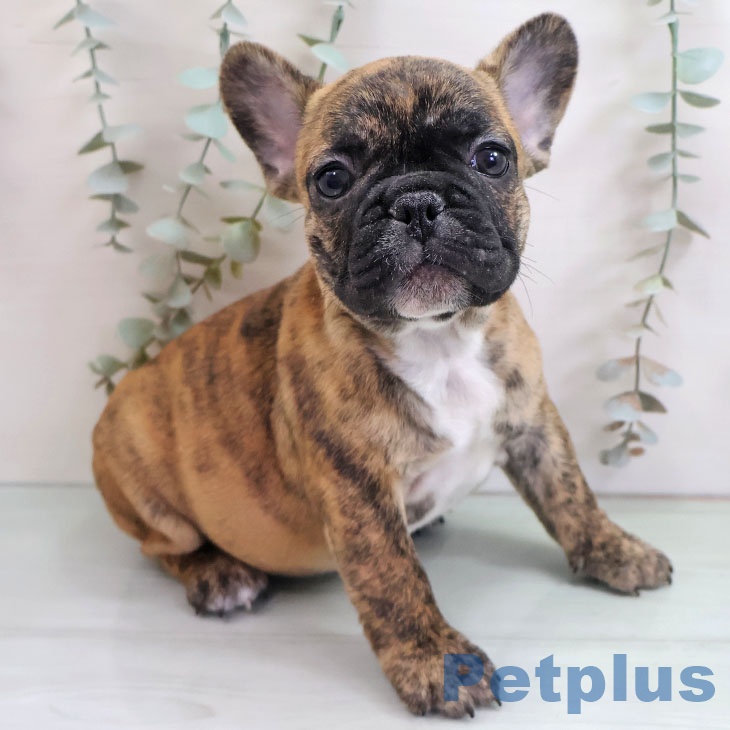 福岡県のフレンチブルドッグ (ペットプラス 香椎浜店/2025年10月31日生まれ/男の子/ブリンドル)の子犬の1枚目の画像