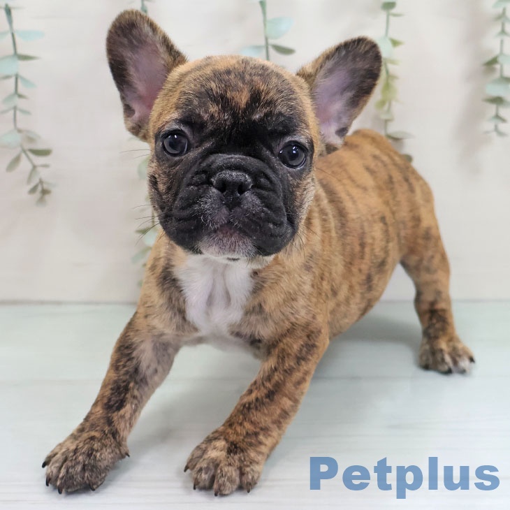 福岡県のフレンチブルドッグ (ペットプラス 香椎浜店/2025年10月31日生まれ/男の子/ブリンドル)の子犬の2枚目の画像