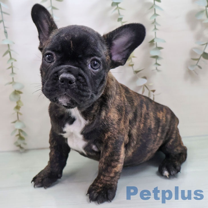 長崎県のフレンチブルドッグ (ペットプラス 長崎店/2025年10月31日生まれ/女の子/ブリンドル)の子犬の1枚目の画像