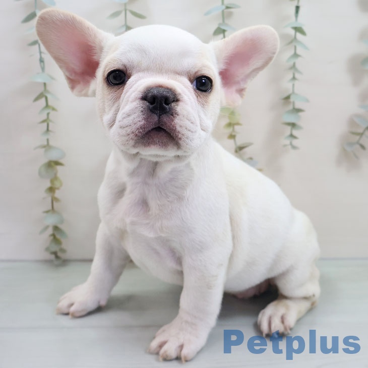 福岡県のフレンチブルドッグ (ペットプラス 黒崎店/2025年10月27日生まれ/男の子/クリーム)の子犬の1枚目の画像