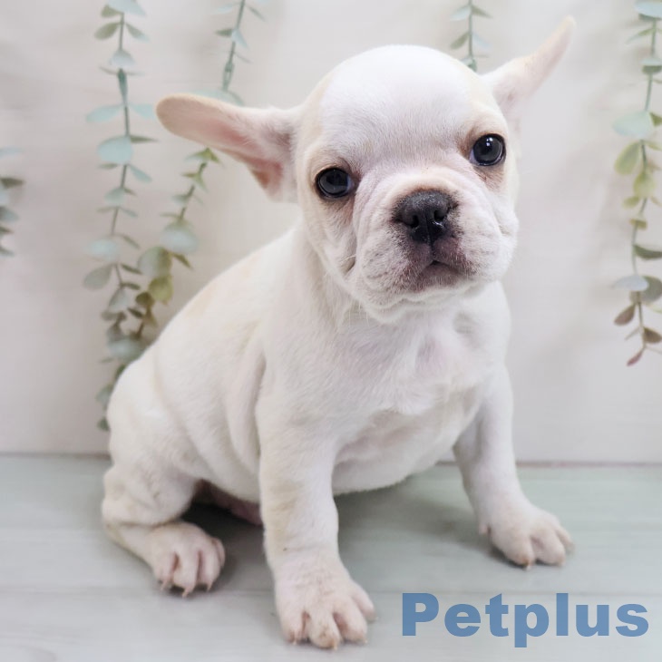 福岡県のフレンチブルドッグ (ペットプラス 黒崎店/2025年10月27日生まれ/男の子/クリーム)の子犬の2枚目の画像