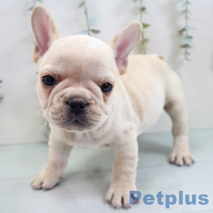 福岡県のフレンチブルドッグ (ペットプラス 八幡東店/2025年10月27日生まれ/男の子/クリーム)の子犬の1枚目の画像